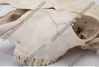 animal skull 0012